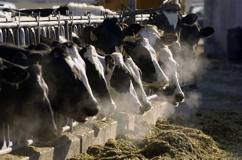 California man gets prison for nearly $9 million phony cow manure-to-green energy investment scheme